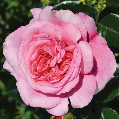 Rosa Flower Carpet™ Fragrant Shrub 'Blush'