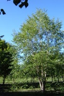 Betula nigra 'Dickinson' (RFM-43) Northern Tribue™